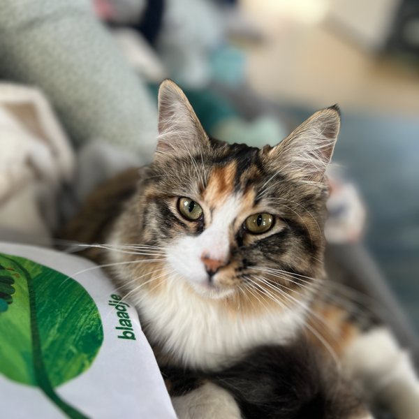Bagel close-up